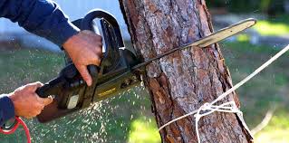 Best Tree Maintenance Programs  in Deerfield, IL